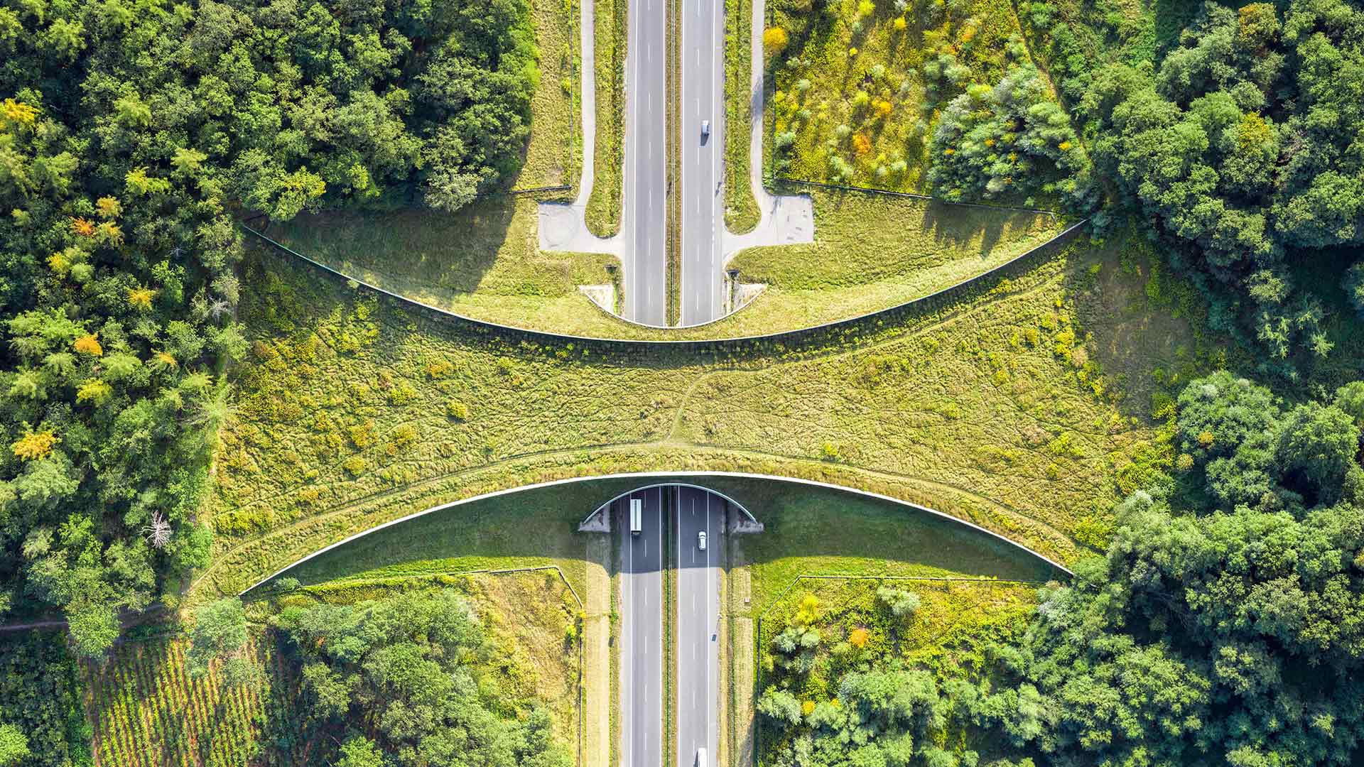 wallpaper